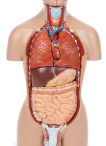 Anatomical Model-A-104264, 16-Part Mini Torso
