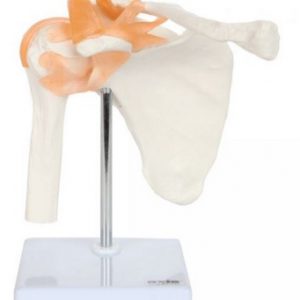 Anatomical Model-Flexible Shoulder Joint