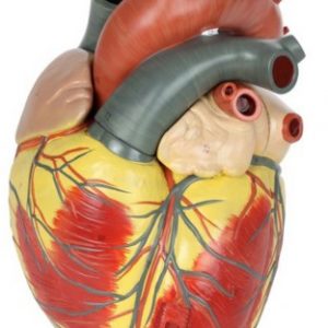 Anatomical Model-3-Part Heart (3x Life-Size)